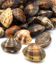 Clam Picking and Oyster Bank Experience