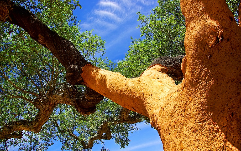 images/wines/Stripping the Cork
