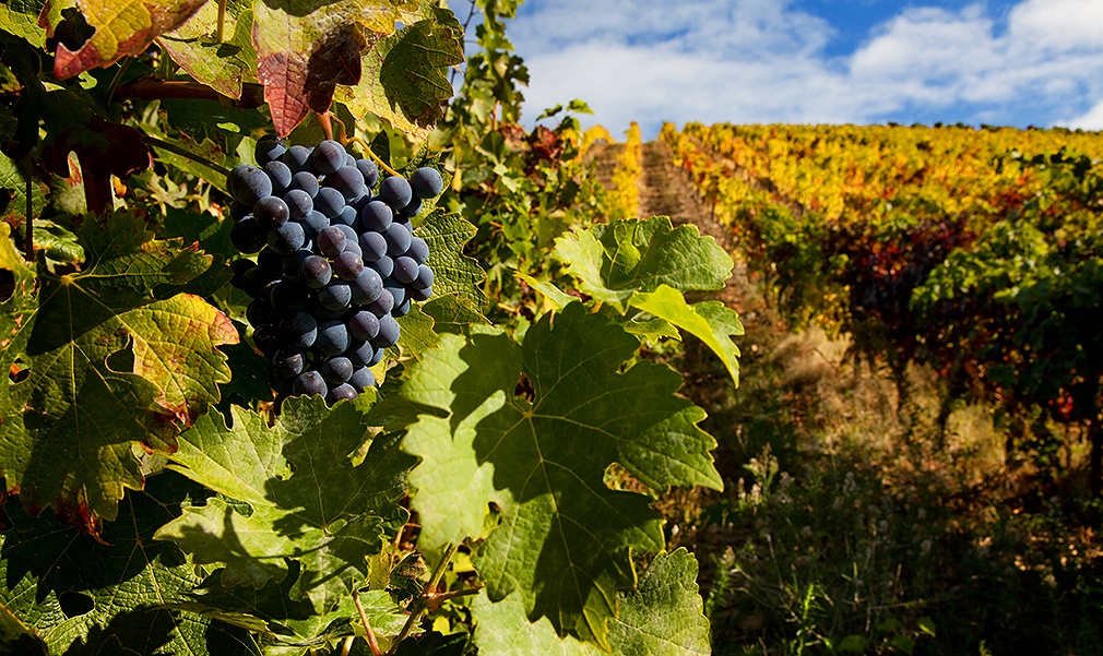 images/wines/Portuguese Wine:<br>Bronze Age Treasures