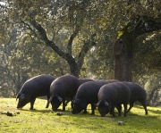 Porco Preto:<br>The Olive Tree on Legs
